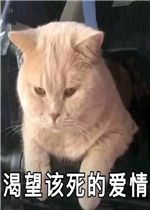 ���������İ�������