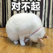 ��è��Ǹ���ֱ������ͼ0