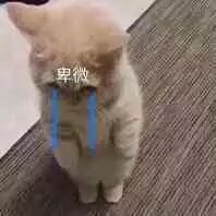 ����Ԫ��������è������