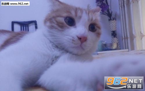 è�����ı����