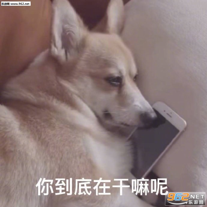 �򹷱����