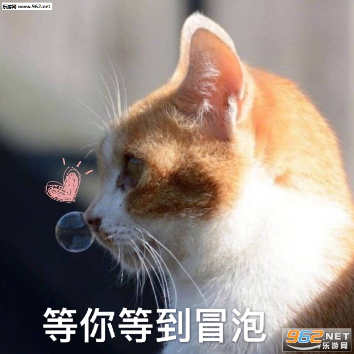����Ҫ����������Ҫ��è������