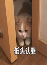 �Ҳ�֪����Ҳ������è������