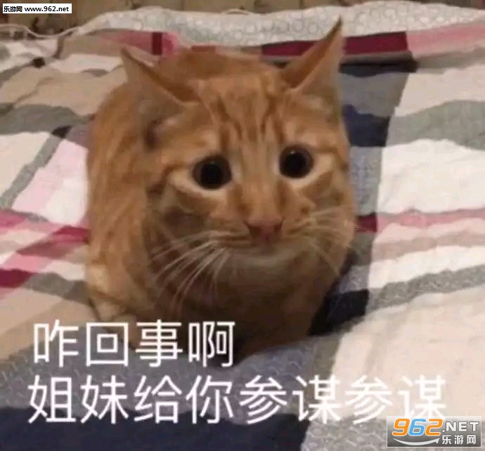 �˼Ҿ���ճ����è������ͼƬ��ͼ0