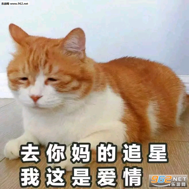 �˼Ҿ���ճ����è������ͼƬ��ͼ1