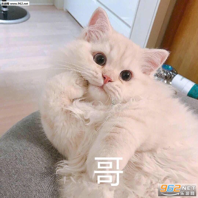 ��ɵ������������è������
