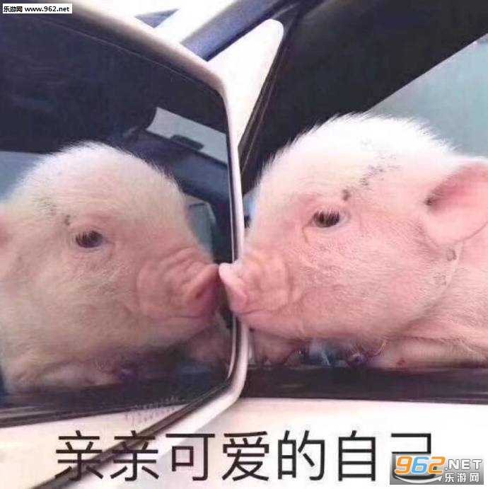 亲亲可爱的自己猪图片表情包 亲亲可爱的自己猪图片表情包