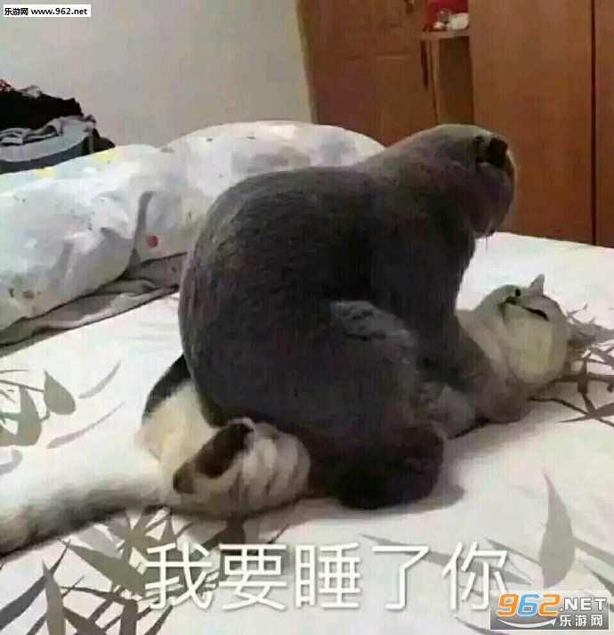 我要睡了你猫咪表情包 我要睡了你猫咪表情包