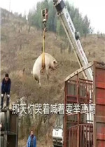 ��Ҫ��Ҫ������������۵��鷳�����