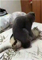 ��Ҫ˯����è������