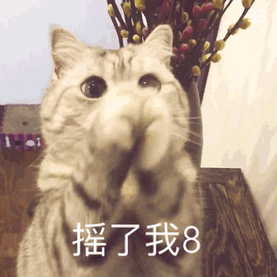 求求你摇了我8猫表情包 求求你摇了我8猫表情包