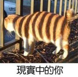 ����̸������ʡǮ�����