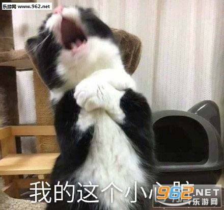 小脾气上头表情包猫 小脾气上头表情包猫