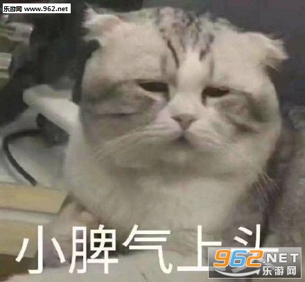 小脾气上头表情包猫 小脾气上头表情包猫