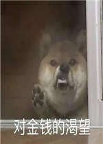 СƢ����ͷ�����è