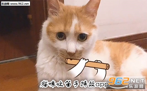 è�䴵������Ч������ ����è�䴵������Ч��ôŪ