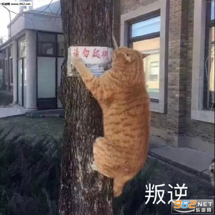 Сѩ�ⶼ��������ʲô��˵����ʲô��˼