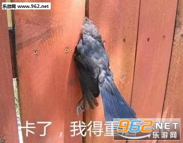 ��꿹��������