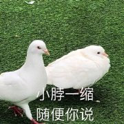 ��꿹��������
