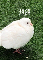 �����һ������쿪��������