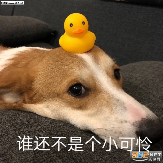 少和我来这套橘猫表情包 少和我来这套橘猫表情包
