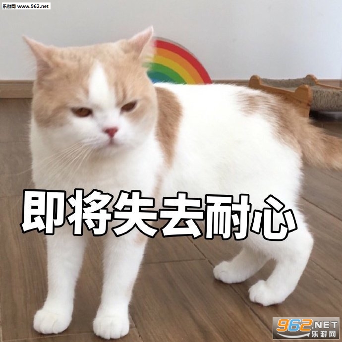 少和我来这套橘猫表情包 少和我来这套橘猫表情包