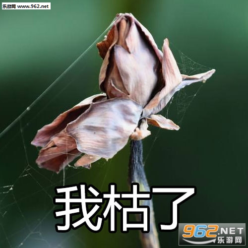 �ɻ���һ�������