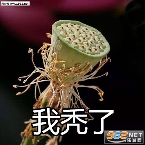 �ɻ���һ�������