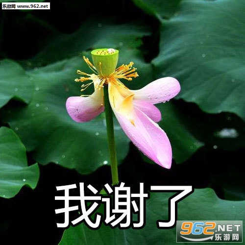 �ɻ���һ�������