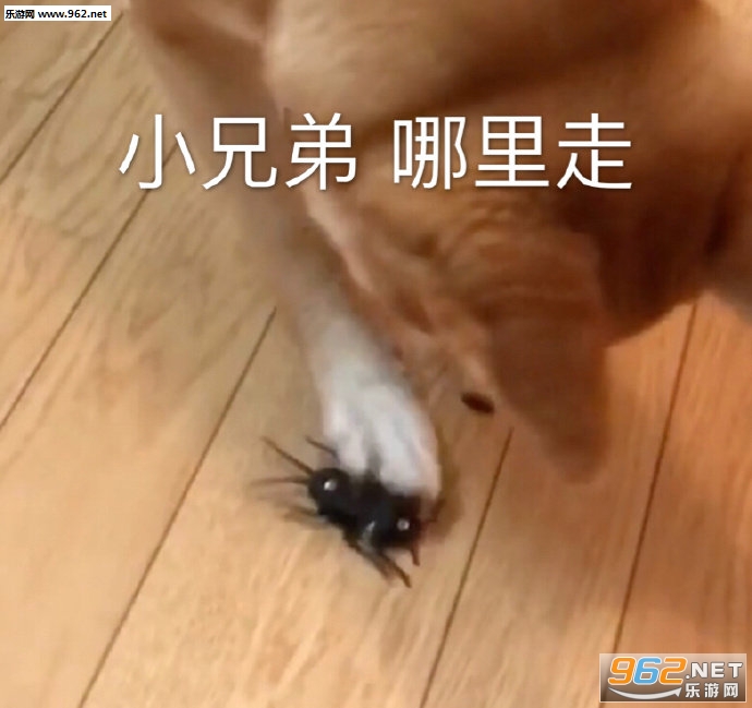 赶来追星表情包 赶来追星表情包