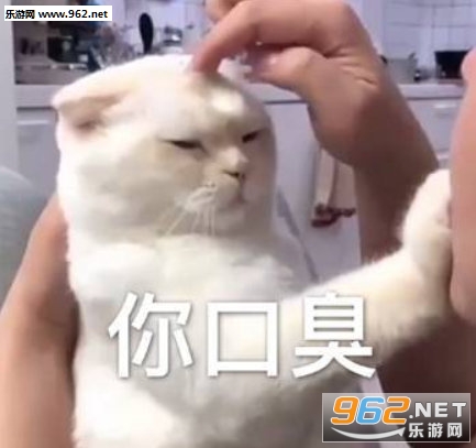��ڳ���è�������ͼ4