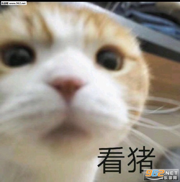 �ٺ�����������è�������ͼ5