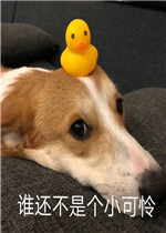 �ٺ�����������è�����
