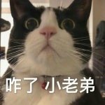 ������������Ŷ�����