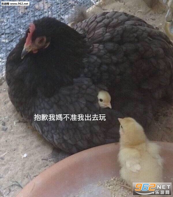 ��Ǹ���費׼�ҳ�ȥ��������ͼ0