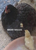 ��Ǹ���費׼�ҳ�ȥ������