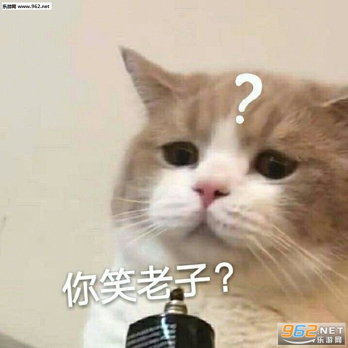 你笑老子猫咪表情包 你笑老子猫咪表情包