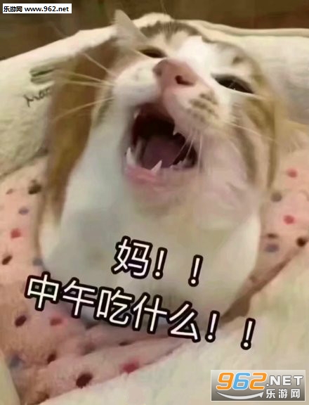 �ڼ����º���èè�����