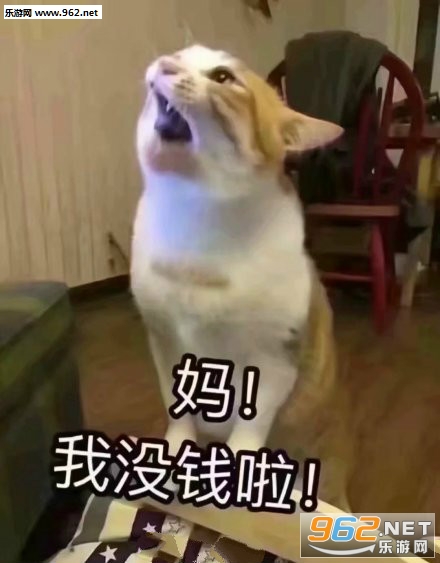 �ڼ����º���èè�����