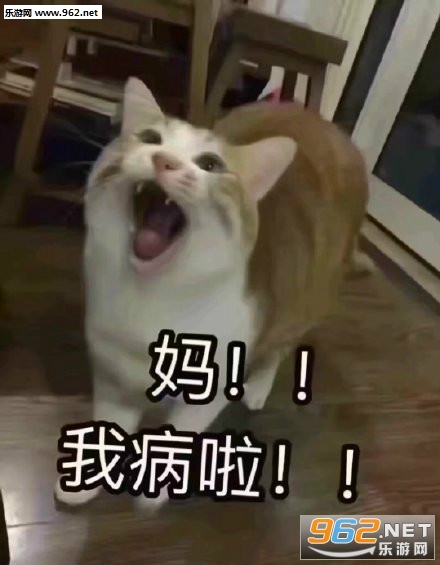 �ڼ����º���èè�����