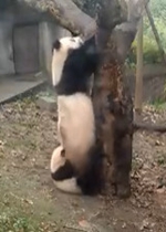 ����è������ɰ�