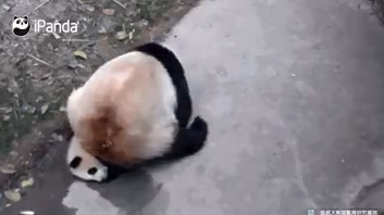 ����è������ɰ���ͼ1
