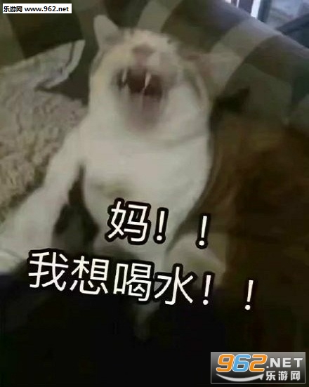 �ڼ����º���èè�������ͼ1