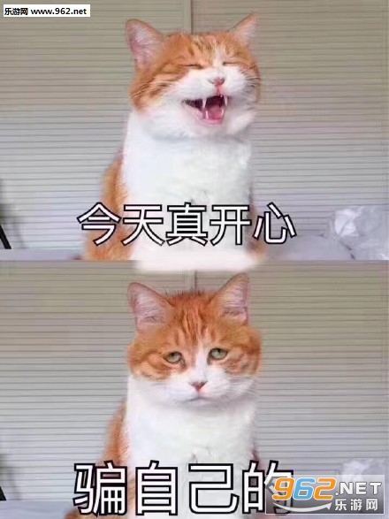 ϲ����è�����ֳ��ֵ�è��ϲ��ͼƬ