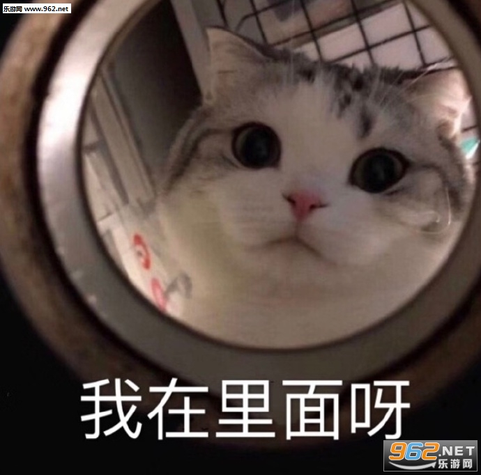 大笨蛋你在里面吗表情包 大笨蛋你在里面吗表情包