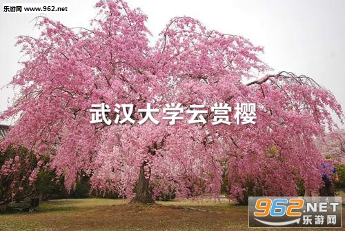 武汉大学云赏樱在哪里看 武汉大学云赏樱开始时间 武汉大学云赏樱在哪里看 武汉大学云赏樱开始时间