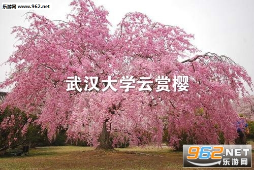 武汉大学云赏樱日程 武汉大学云赏樱观看入口 武汉大学云赏樱日程 武汉大学云赏樱观看入口