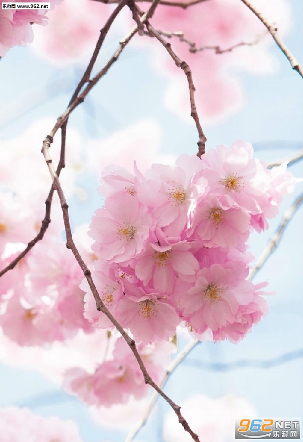 樱花手机壁纸高清唯美