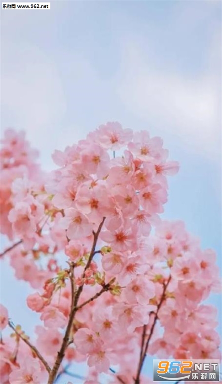 樱花手机壁纸高清唯美