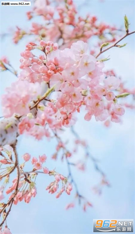 樱花手机壁纸高清唯美